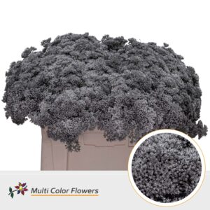 Sedum Zilver – 55cm