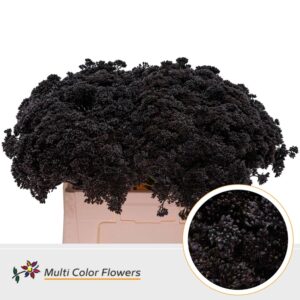 Sedum Zwart – 55cm