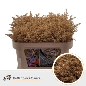 Solidago Antique – 70cm