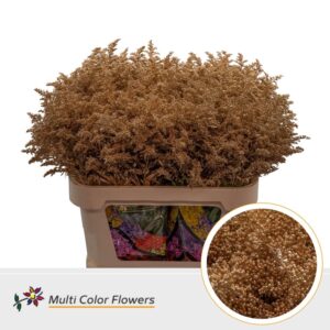 Solidago Antique – 80cm