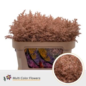 Solidago Apricot – 70cm