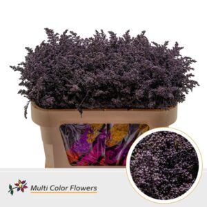 Solidago Aubergine – 70cm