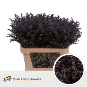 Solidago Aubergine – 80cm