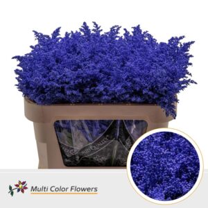 Solidago Blauw donker – 70cm