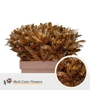 Laurier Antique – 60cm