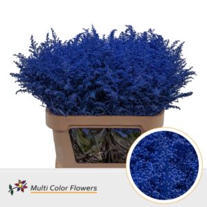 Solidago Blauw donker – 80cm