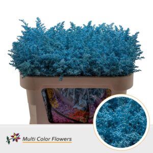 Solidago Blauw licht – 70cm