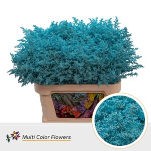 Solidago Blauw licht – 80cm