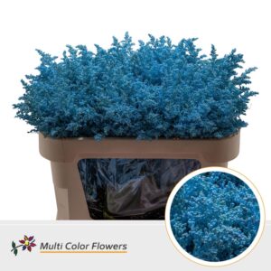 Solidago Blue ice – 70cm