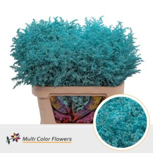 Solidago Blue ice – 80cm