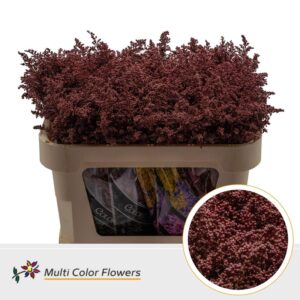 Solidago Bordeaux – 70cm