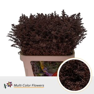 Solidago Bordeaux – 80cm