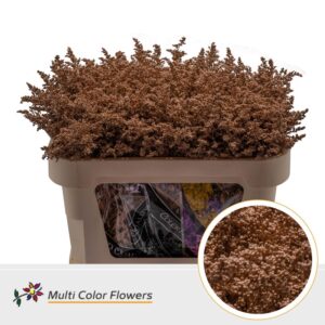 Solidago Bruin – 70cm