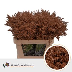 Solidago Bruin – 80cm