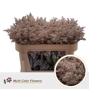 Solidago Champagne – 70cm