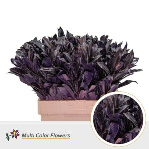 Laurier Aubergine – 60cm