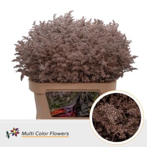 Solidago Champagne – 80cm