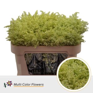 Solidago Creme – 70cm