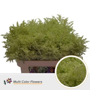 Solidago Creme – 80cm