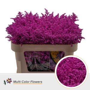 Solidago Erica – 70cm