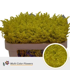 Solidago Geel – 70cm
