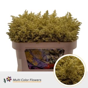 Solidago Goud – 70cm