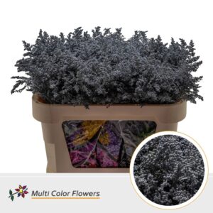Solidago Grijs – 70cm