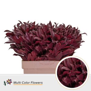 Laurier Bordeaux – 60cm