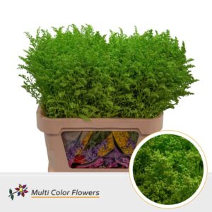 Solidago Groen appel – 80cm