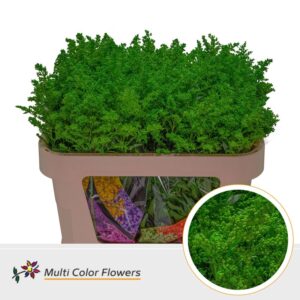 Solidago Groen Appel – 70cm