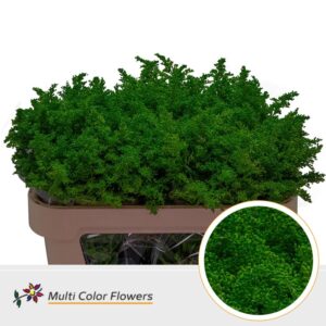 Solidago Groen donker – 70cm