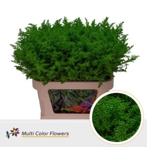 Solidago Groen donker – 80cm