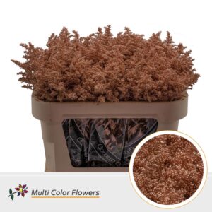 Solidago Koper – 70cm