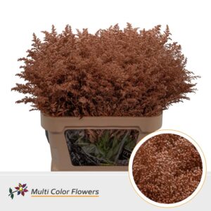 Solidago Koper – 80cm