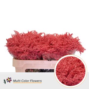 Solidago Koraal – 70cm
