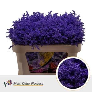 Solidago Lila donker – 70cm