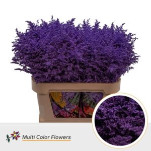 Solidago Lila donker – 80cm