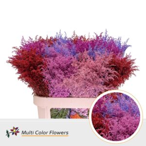 Solidago Love Mix – 80cm