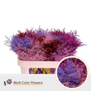 Solidago Love Mix – 70cm