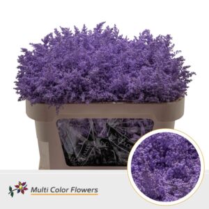 Solidago Milka – 70cm