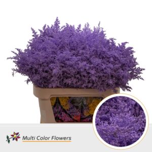 Solidago Milka – 80cm
