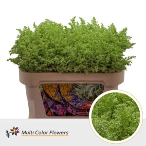 Solidago Mint – 70cm