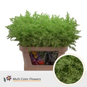 Solidago Mint – 80cm