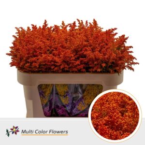 Solidago Oranje – 70cm