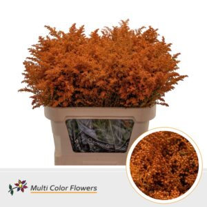 Solidago Oranje – 80cm