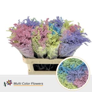 Solidago Pastel Mix – 70cm
