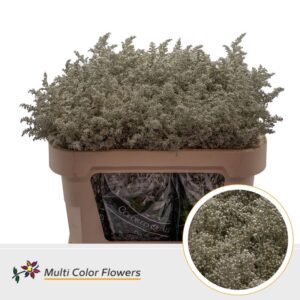 Solidago Platina – 70cm