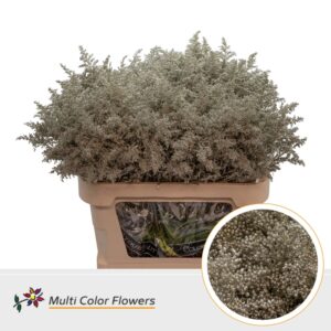 Solidago Platina – 80cm