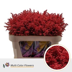 Solidago Rood – 70cm
