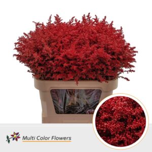 Solidago Rood – 80cm